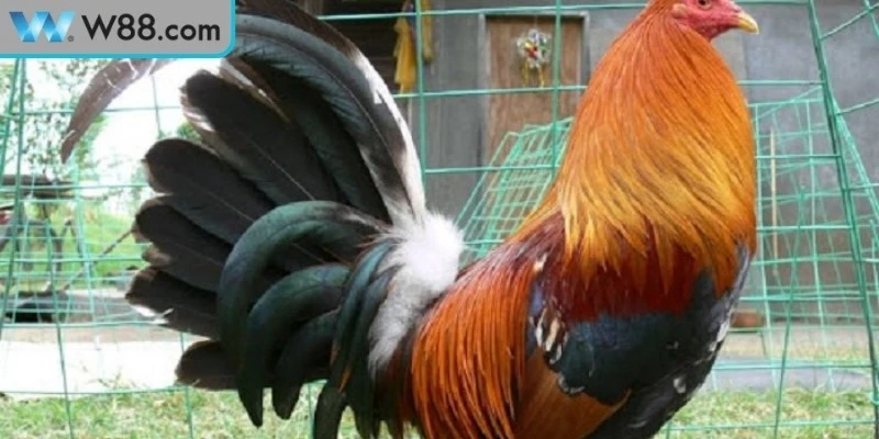 Làm thế nào để gà đá khỏe mạnh chú ý môi trường sống
