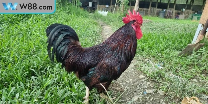 Một số lưu ý khi áp dụng mẹo đá gà để tăng sức mạnh